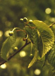 Kirschbaum: unreife Früchte