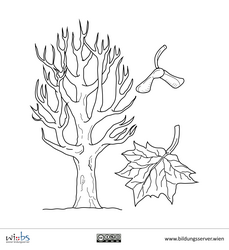 Ahornbaum, -blatt und Fruchtflügel