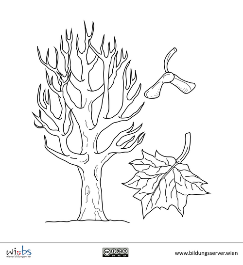 kahler Ahornbaum mit Blatt und Frucht