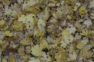 Spitzahorn: Blätter