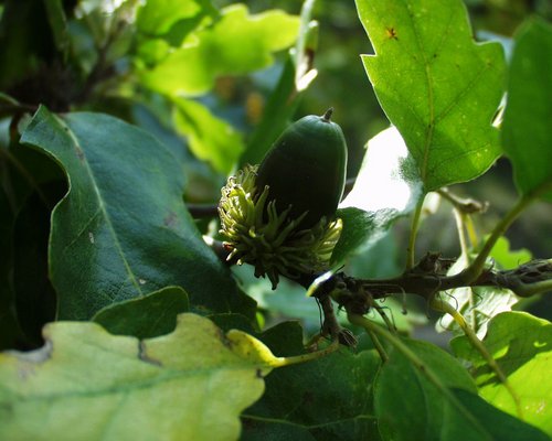Zerreiche: Blätter und Frucht