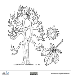 Kastanienbaum, -blatt und Kastanie