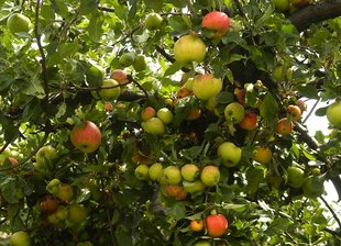 Apfelbaum: Früchte