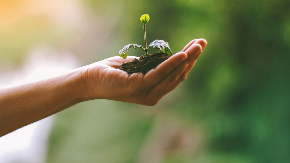 Eine Kinderhand hält eine kleine Pflanze die aus der Erde sprießt