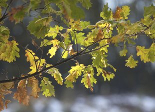 Eiche: Blätter im Herbst