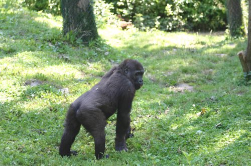 junger Gorilla auf der Wiese
