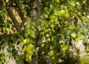 Birke: Blätter