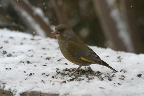 fressender Grünfink im Schnee