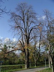 Rosskastanienbaum im Herbst