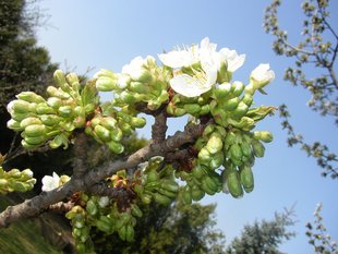 Birnbaum: Blüte