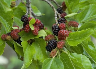 Maulbeerbaum: Früchte