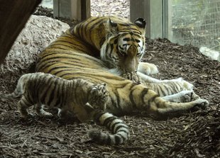Sibirischer Tiger mit Jungen