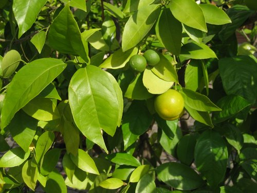 Orangenbaum: unreife Früchte