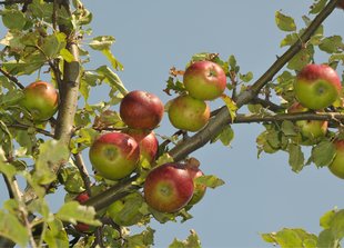 Apfelbaum: Früchte im August