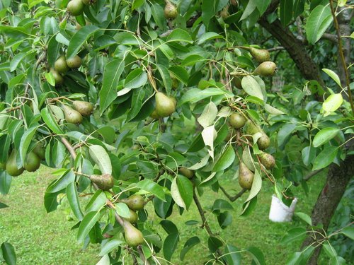 Birnenbaum: Früchte