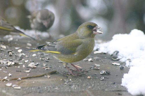 fressender Grünfink im Winter