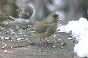 Grünfink im Winter