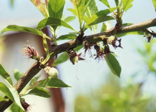 Pfirsichbaum: unreife Früchte