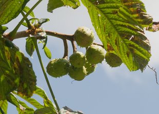 Rosskastanie: Früchte, Anfang Juli