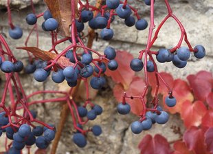 Wilder Wein: Früchte