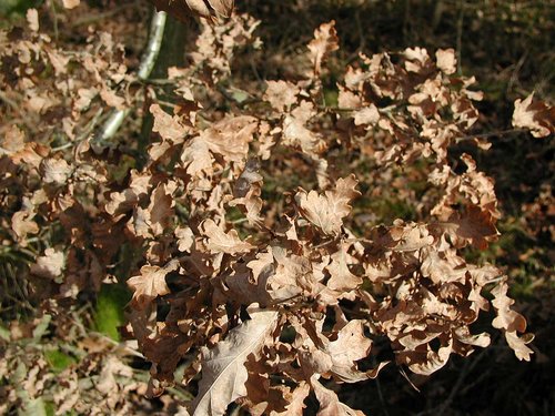 Eiche: vertrocknete Blätter