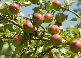Apfelbaum: Früchte im Juli