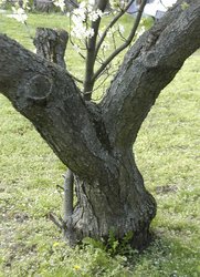 Zwetschkenbaum: Stamm