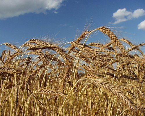 Triticale: Kreuzung aus Weizen und Roggen