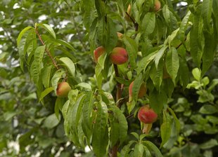 Pfirsichbaum: Früchte