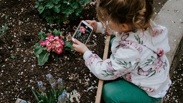 Ein Mädchen kniet vor einem Blumenbeet und fotografiert mit einem Smartphone eine Blume