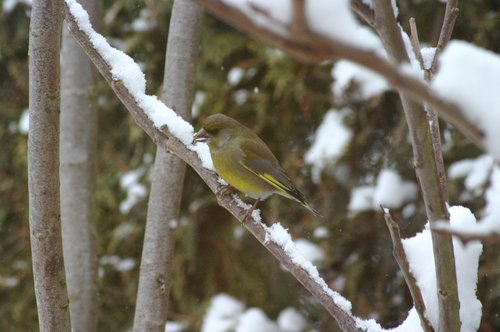 Grünfink im Winter am Baum