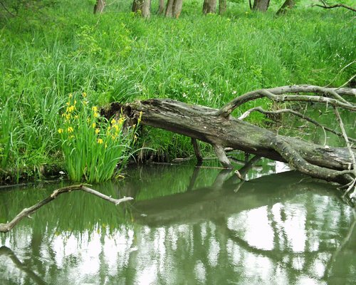 Augewässer mit Sumpfschwertlilien und Totholz