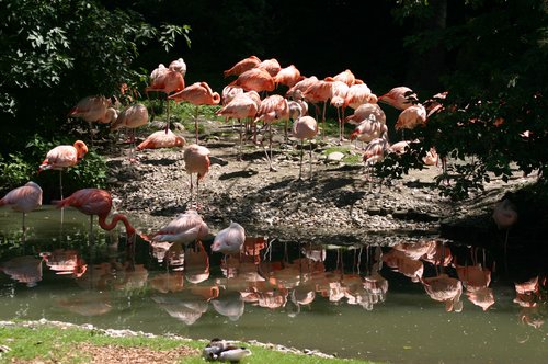 Flamingos-Kolonie