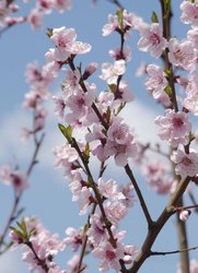 Pfirsichbaum: Blüten