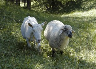 Ziege und Schaf