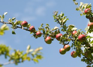 Apfelbaum: Früchte im Juli