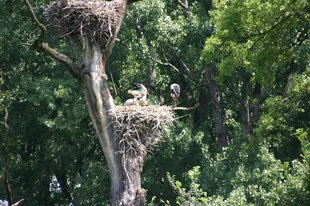 Weißstörche im Nest am Baum
