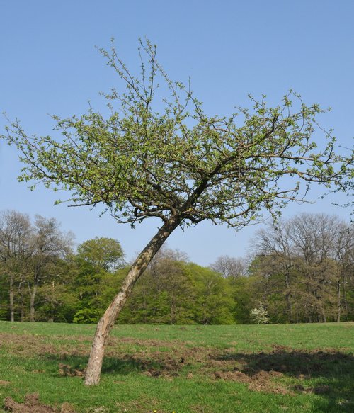 Apfelbaum: Knospen im Frühling (Mitte April)