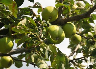 Apfelbaum: Früchte im August