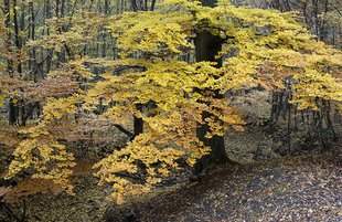 Buchenwald im Herbst