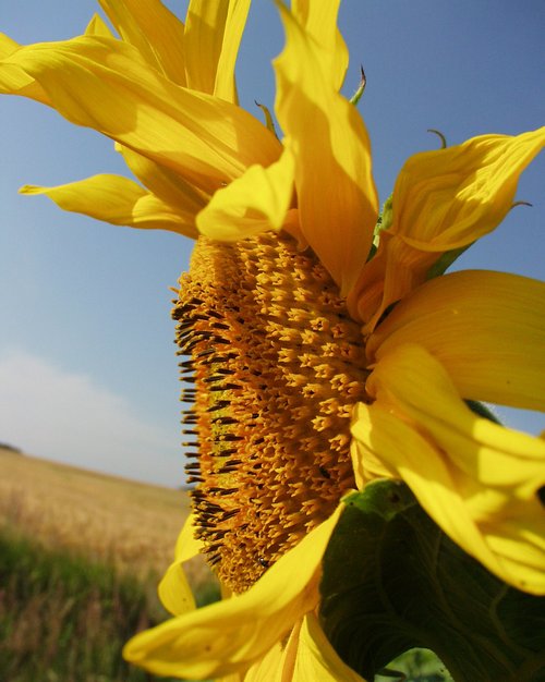 Sonnenblume: Blütenstand