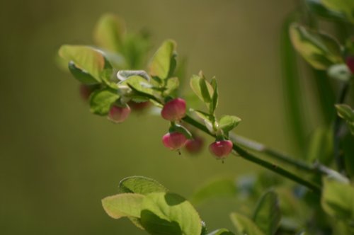 Heidelbeere: Blüten und Blätter