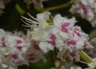 weiße Kastanienblüte