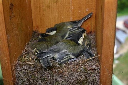 Kohlmeisejunge im Nest