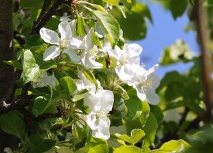 Apfelbaum: Blüte im Frühling (Ende April)