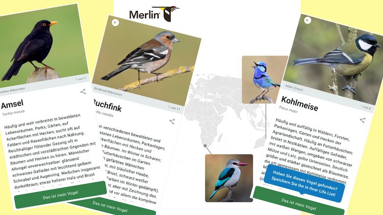 Im Bild sind mehrere Screenshots von heimischen Vögeln und ihre Beschreibung in der App "Merlin" zu sehen.