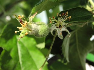 Apfelbaum: Frucht