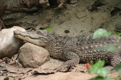 ruhendes Krokodil