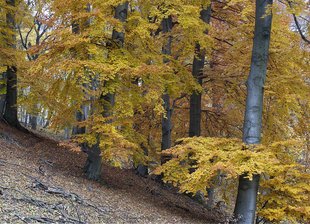Buchenwald im Herbst