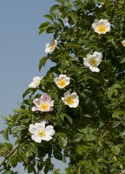 Heckenrose: Blüten